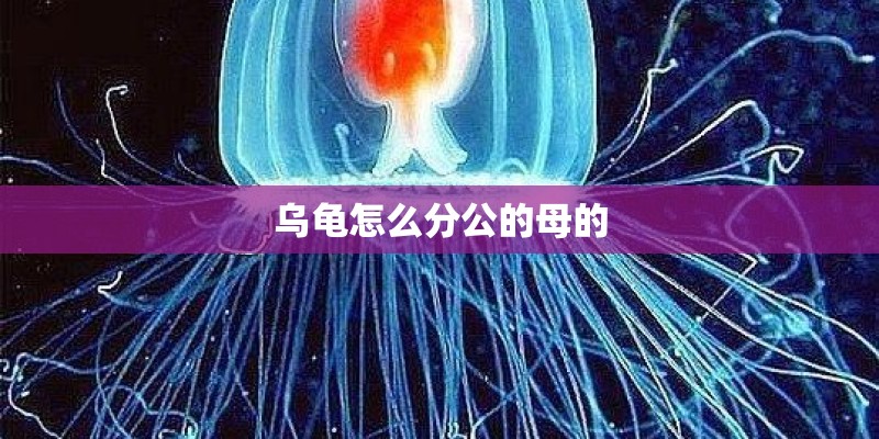乌龟怎么分公的母的