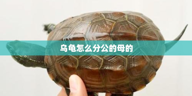 乌龟怎么分公的母的