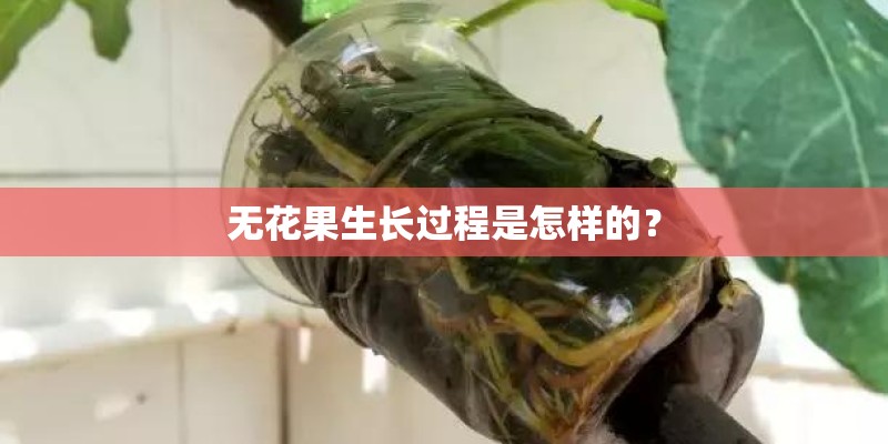 无花果生长过程是怎样的？