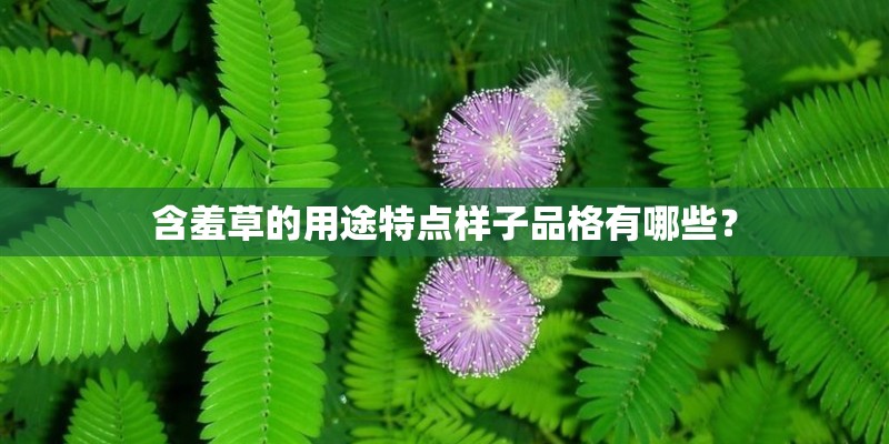 含羞草的用途特点样子品格有哪些？