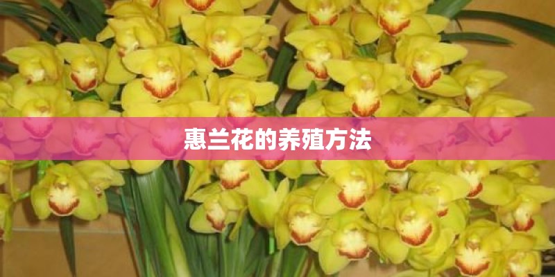 惠兰花的养殖方法