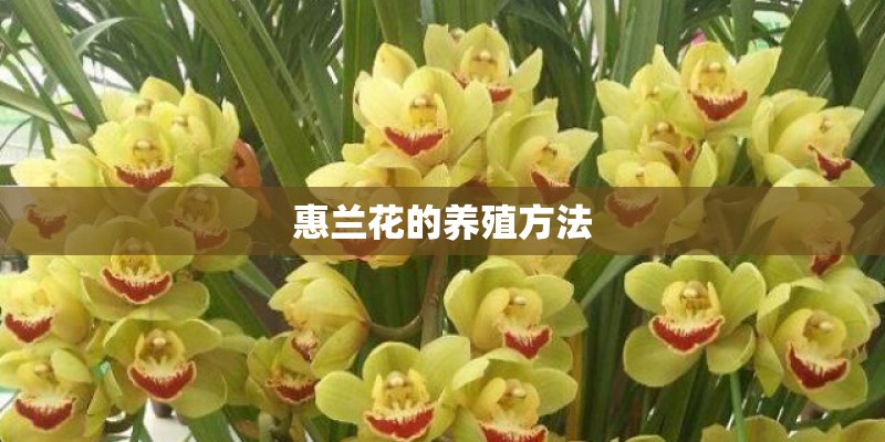 惠兰花的养殖方法