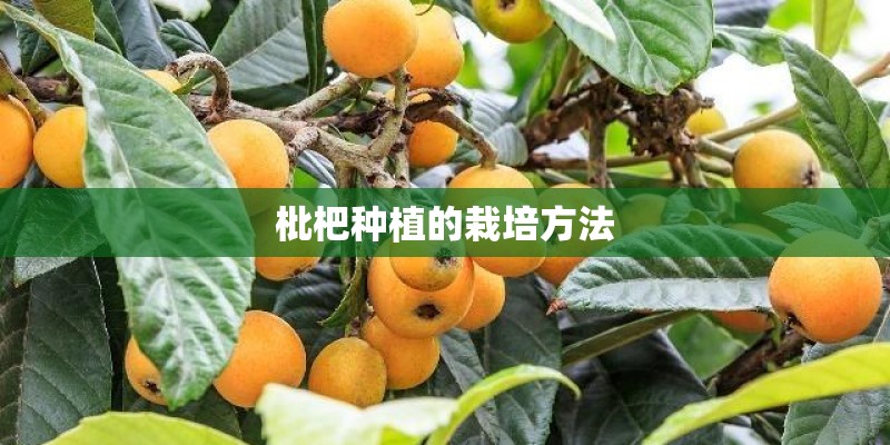 枇杷种植的栽培方法