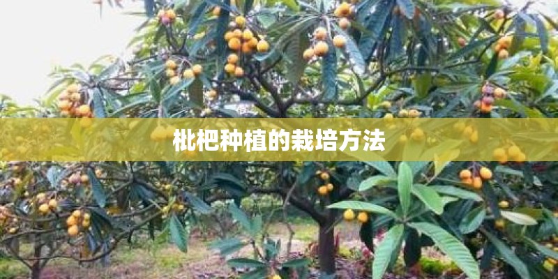 枇杷种植的栽培方法