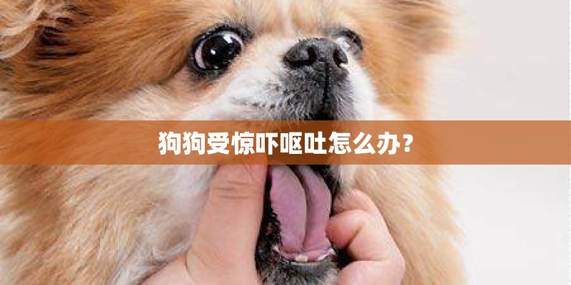 狗狗受惊吓呕吐怎么办？