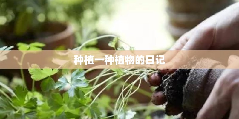 种植一种植物的日记