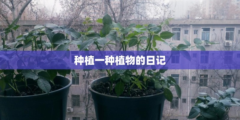种植一种植物的日记