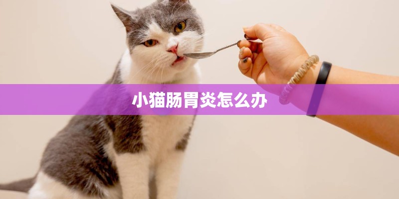 小猫肠胃炎怎么办