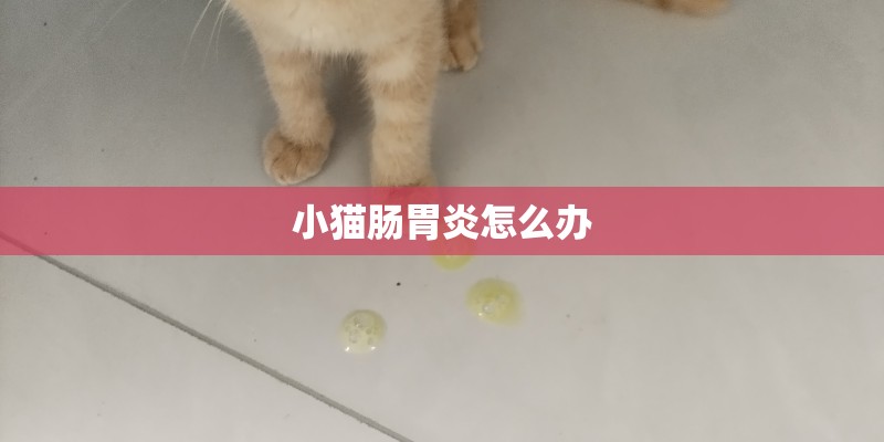 小猫肠胃炎怎么办