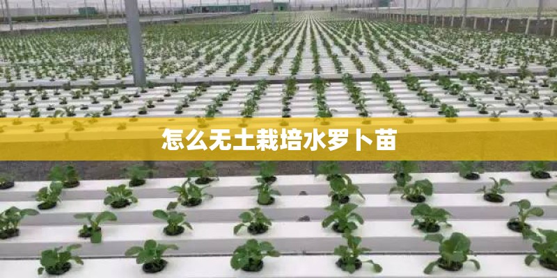 怎么无土栽培水罗卜苗