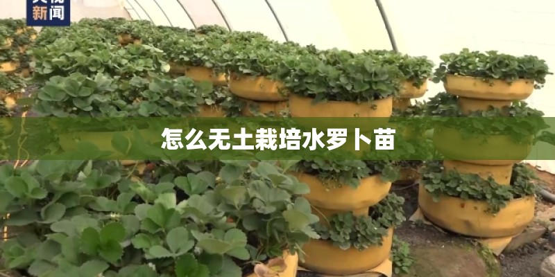 怎么无土栽培水罗卜苗