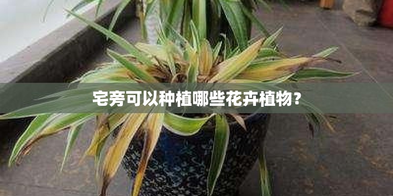 宅旁可以种植哪些花卉植物？