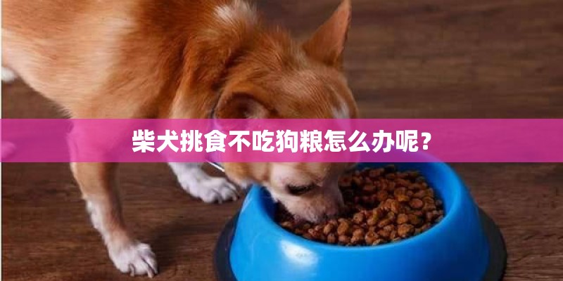 柴犬挑食不吃狗粮怎么办呢？