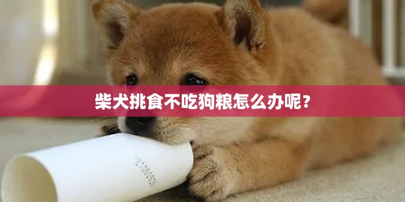 柴犬挑食不吃狗粮怎么办呢？