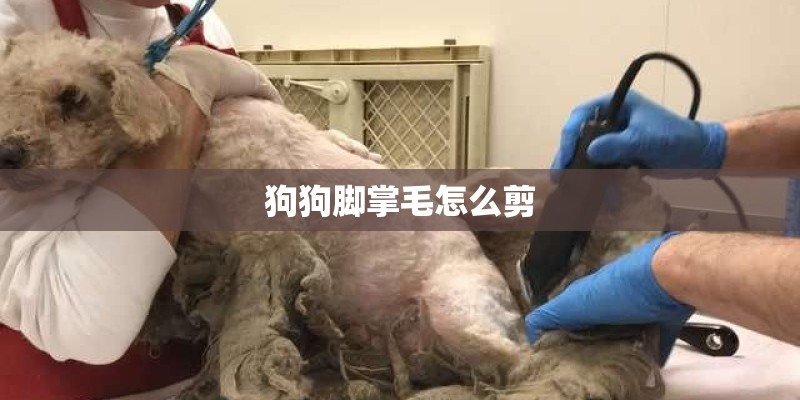 狗狗脚掌毛怎么剪