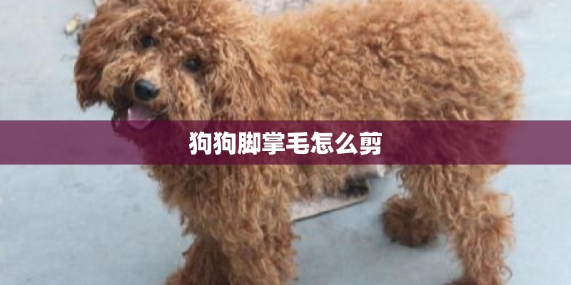 狗狗脚掌毛怎么剪