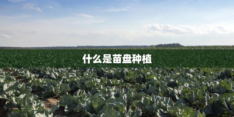 什么是苗盘种植