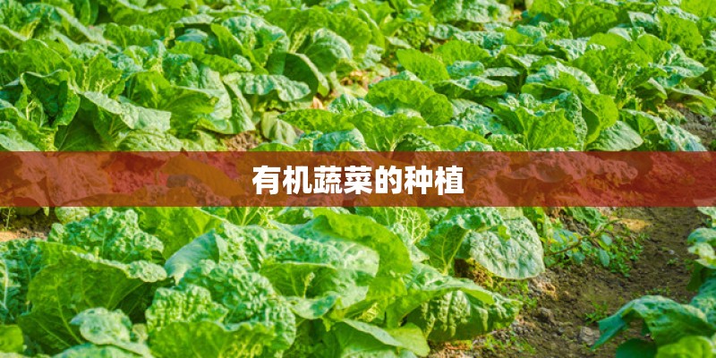 有机蔬菜的种植