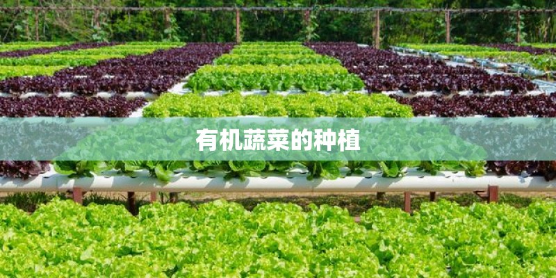 有机蔬菜的种植