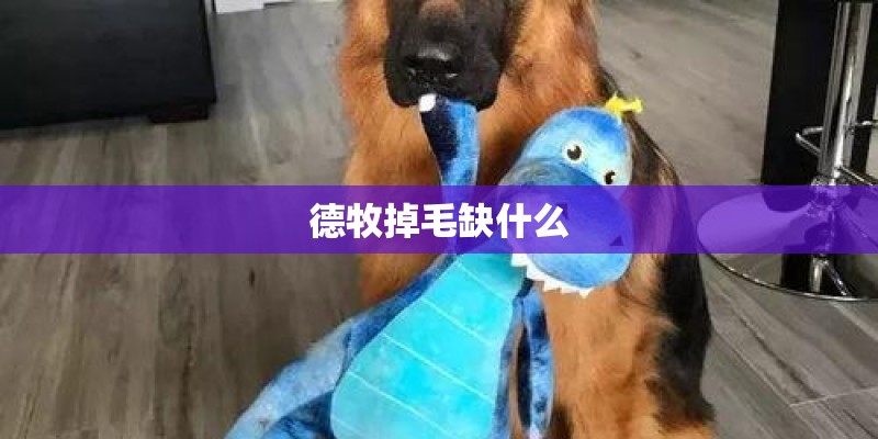 德牧掉毛缺什么