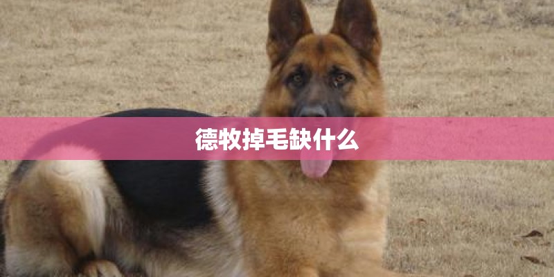德牧掉毛缺什么