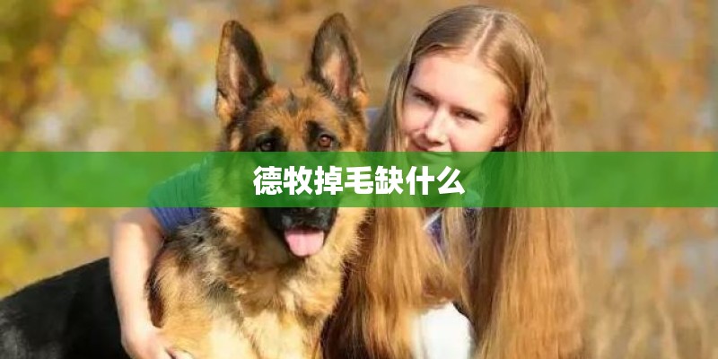 德牧掉毛缺什么