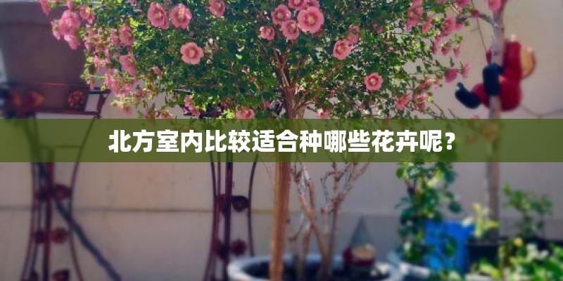 北方室内比较适合种哪些花卉呢？