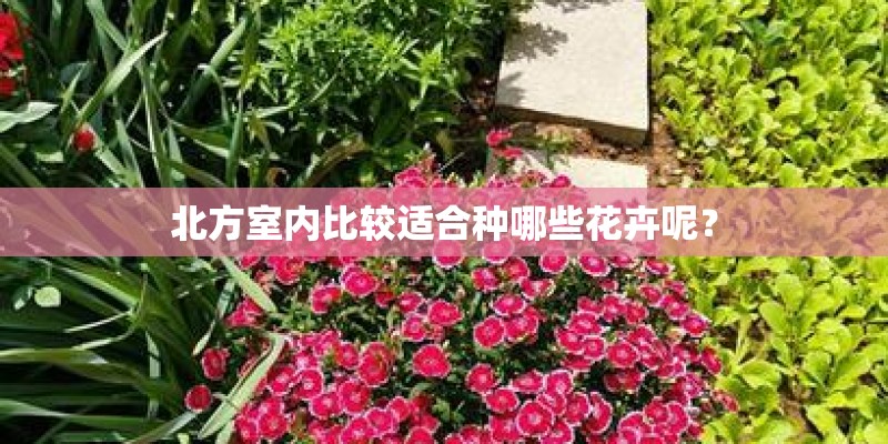 北方室内比较适合种哪些花卉呢？