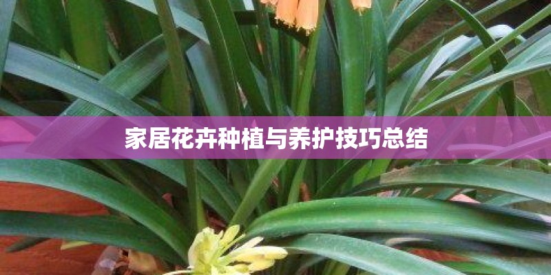 家居花卉种植与养护技巧总结