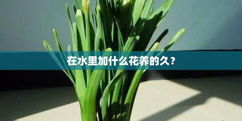 在水里加什么花养的久？