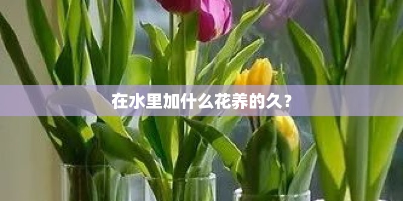 在水里加什么花养的久？