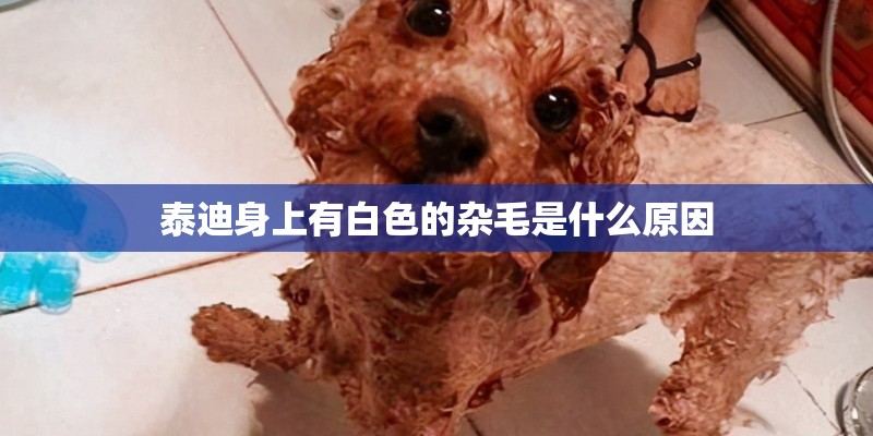 泰迪身上有白色的杂毛是什么原因