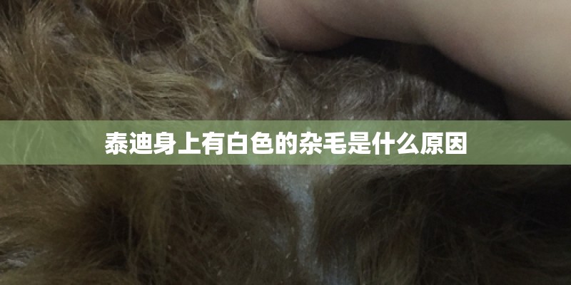 泰迪身上有白色的杂毛是什么原因