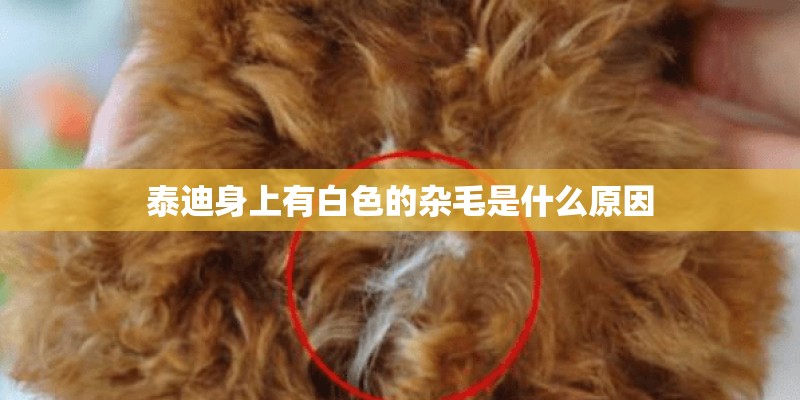 泰迪身上有白色的杂毛是什么原因