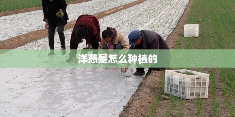 洋葱是怎么种植的