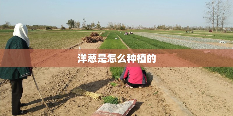 洋葱是怎么种植的