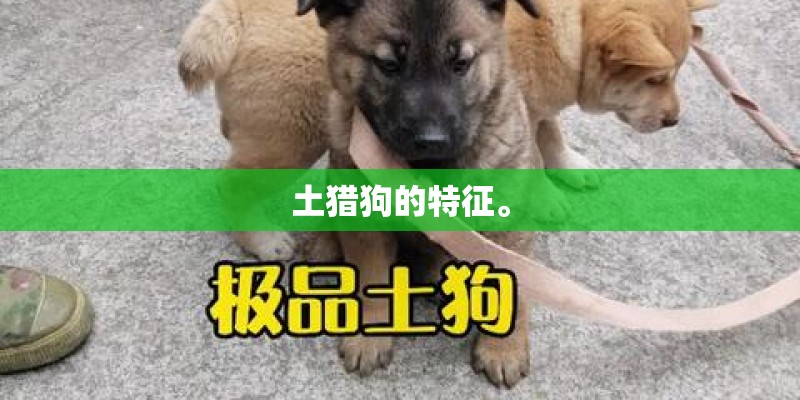 土猎狗的特征。