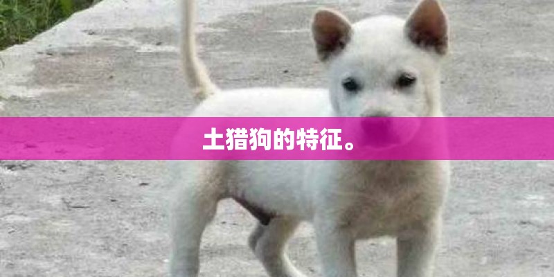 土猎狗的特征。