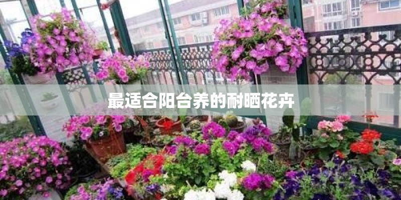 最适合阳台养的耐晒花卉
