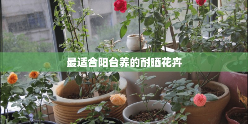 最适合阳台养的耐晒花卉