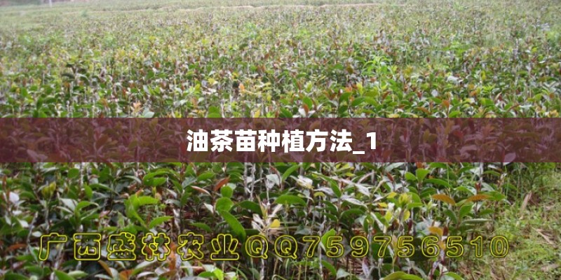 油茶苗种植方法_1