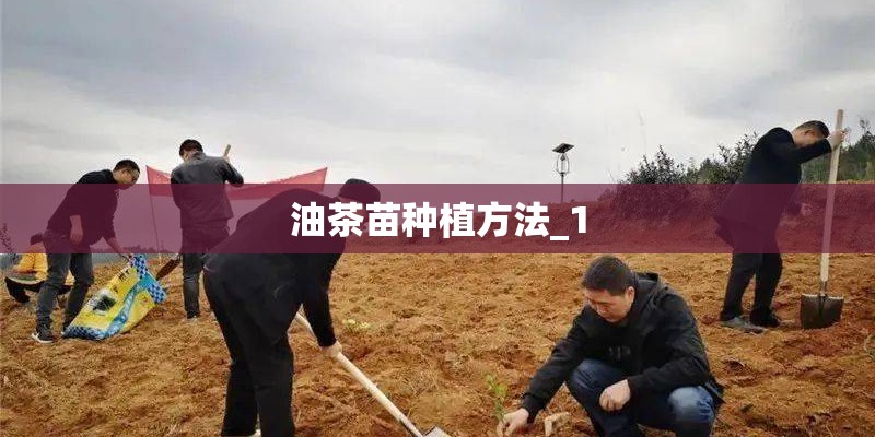 油茶苗种植方法_1