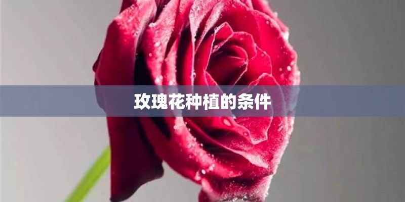 玫瑰花种植的条件