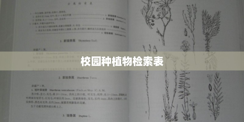 校园种植物检索表 校园种植物检索表