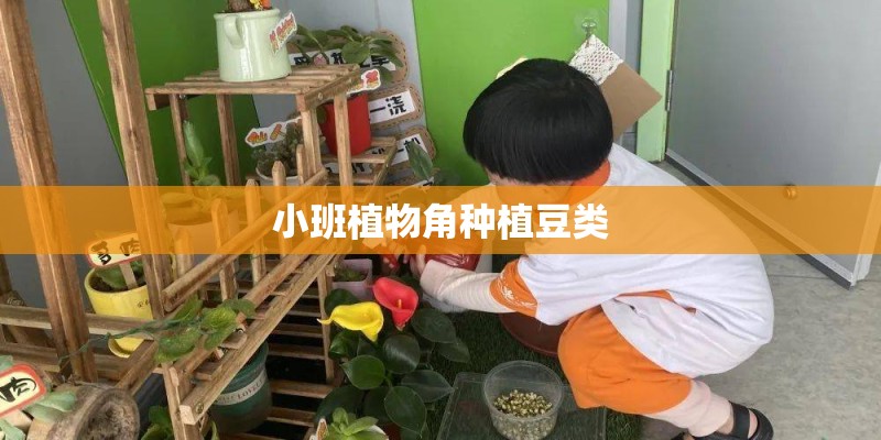 小班植物角种植豆类