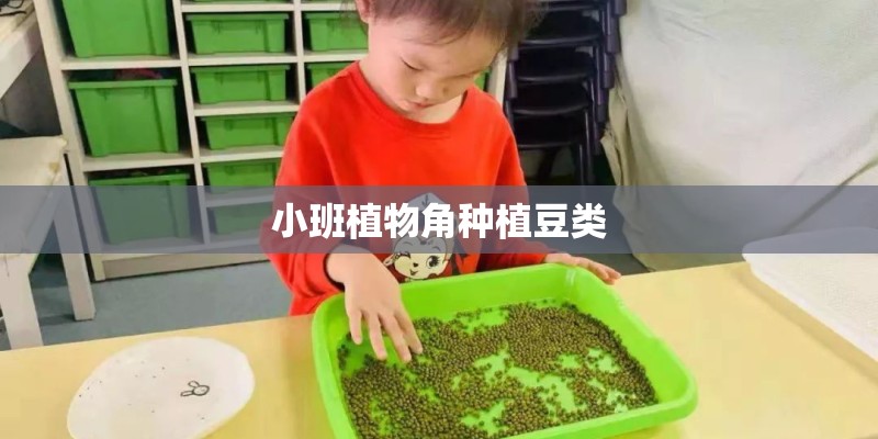 小班植物角种植豆类