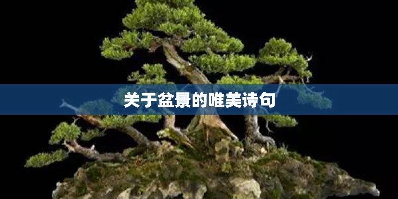 关于盆景的唯美诗句