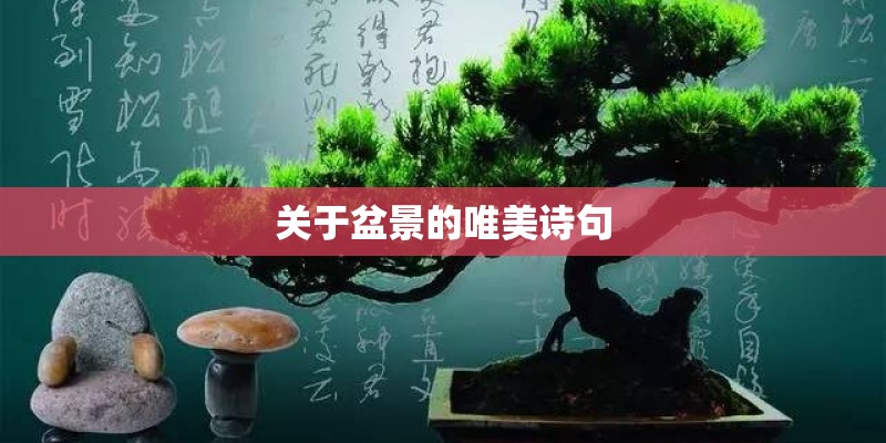 关于盆景的唯美诗句