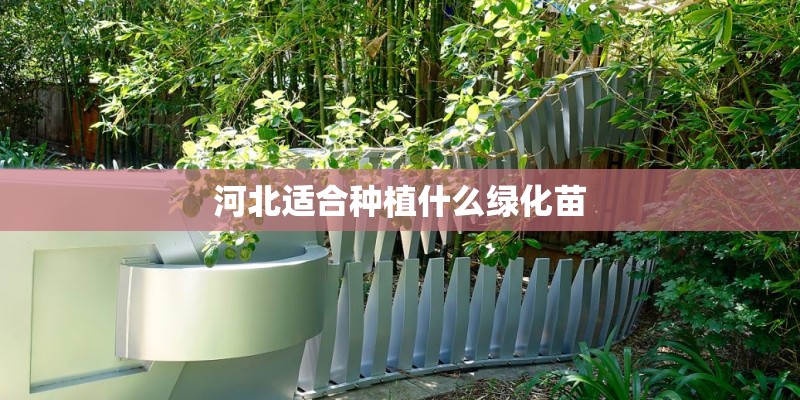 河北适合种植什么绿化苗