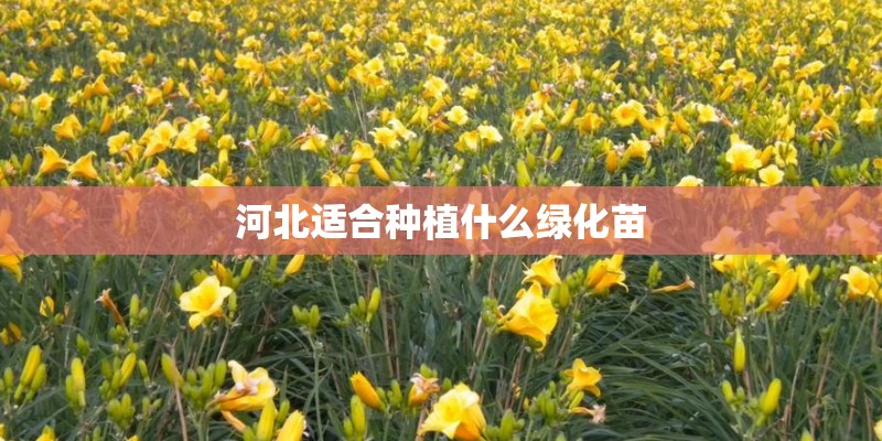 河北适合种植什么绿化苗